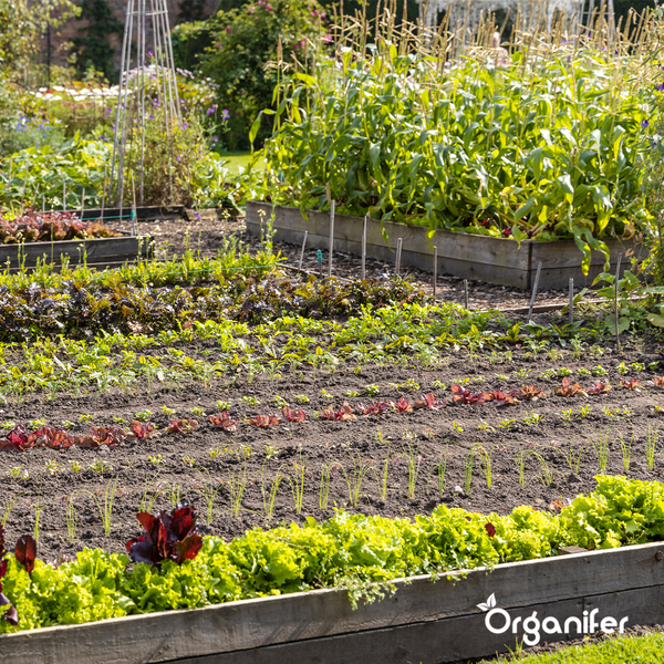 Biologisches Gemüsesaatgutpaket - 19 Arten - Organifer