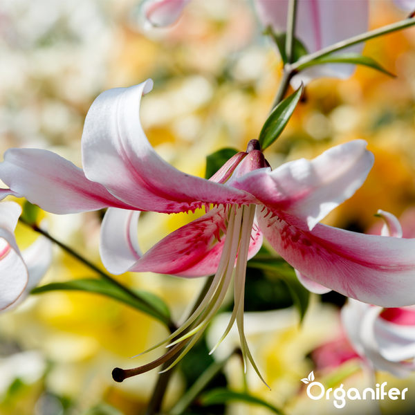 Nahaufnahme einer blühenden rosa Lilie in einem hellen Garten mit dem Organifer Logo.
