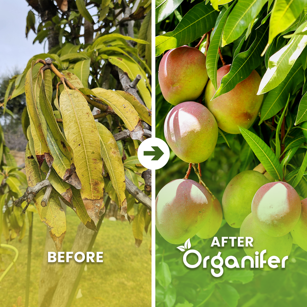 Vergleich eines Mangobaums vor und nach der Anwendung von Organifer. Links welke Blätter, rechts gesunde Blätter und reife Früchte. Organifer Logo.