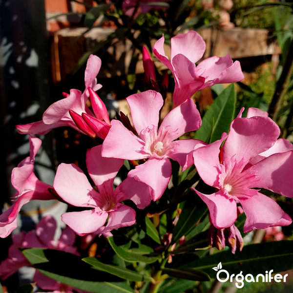 Nahaufnahme eines rosa blühenden Oleanders mit grünen Blättern und Organifer Logo.