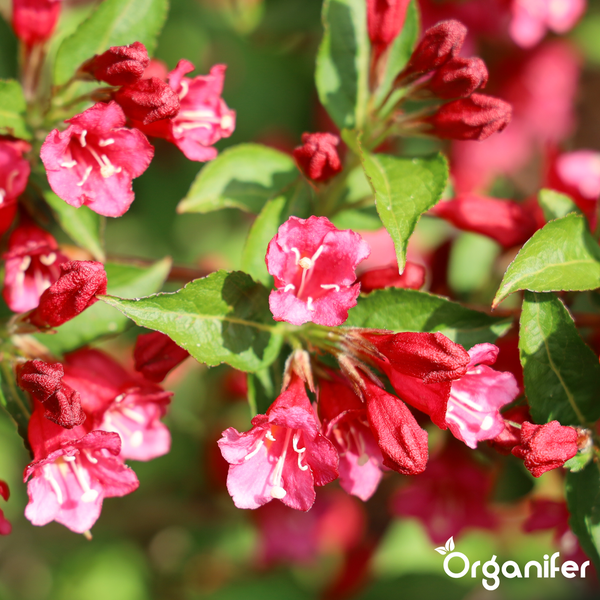 Nahaufnahme einer Weigela mit leuchtend rosa Blüten und grünen Blättern. Organifer Logo.