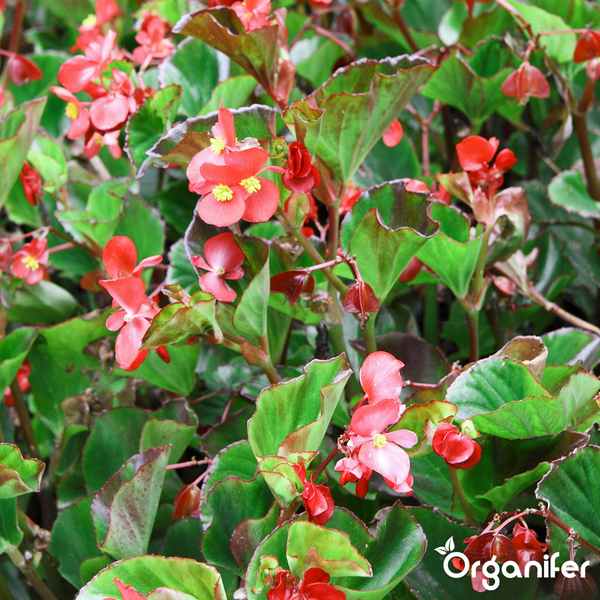 Begonien mit roten Blüten und grünen Blättern. Organifer Logo.