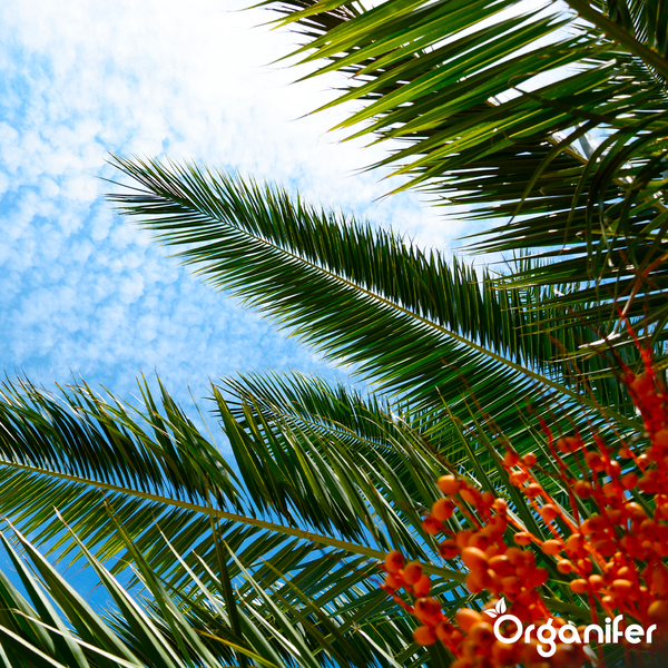 Palmwedel und Beeren unter blauem Himmel mit Wolken. Organifer Logo.