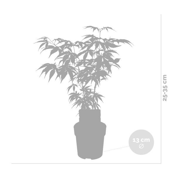 3x Acer palmatum 'Atropurpureum' - Japanischer Ahorn - Strauch - Winterherz – ⌀13 cm - ↕25-35 cm