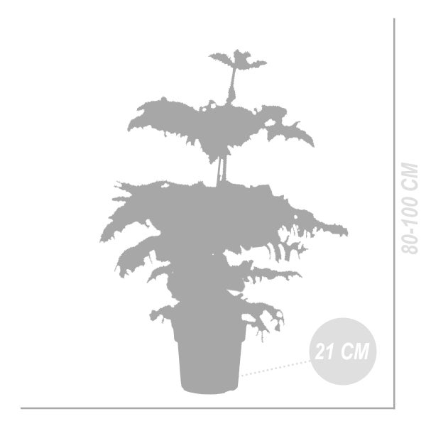 Bloomique - Araucaria Heterophylla - Zimmertanne - Norfolktanne - Zimmerpflanzen - Weihnachtsdeko - Höhe 80-100 cm - Topf 21 cm