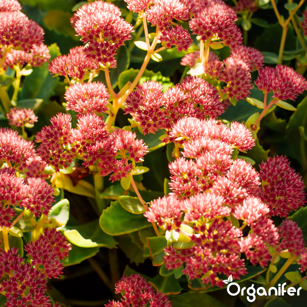 Blühende Fetthenne Sedum. Organifer Logo.