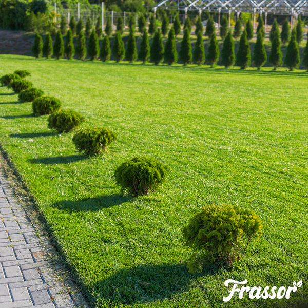 Gepflegter Rasen mit einer Reihe kleiner runder Sträucher und einer hohen Hecke im Hintergrund. Frassor Logo.