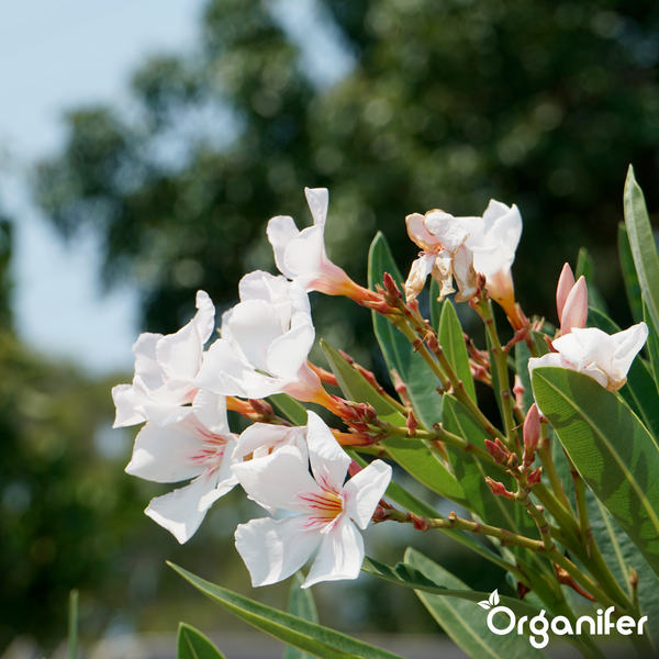 Nahaufnahme eines weißen Oleanders mit grünen Blättern und Knospen. Organifer Logo.