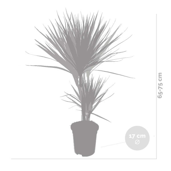 2x Dracaena Zimmerpflanzen Mix – Marginata-Magenta – Luftreinigend – ⌀17 cm - ↕65-75 cm