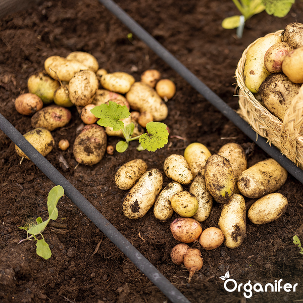 Frisch geerntete Kartoffeln verschiedener Größen auf Erde in einem Gartenbeet mit Weidenkorb und kleinen Pflanzen. Organifer Logo.