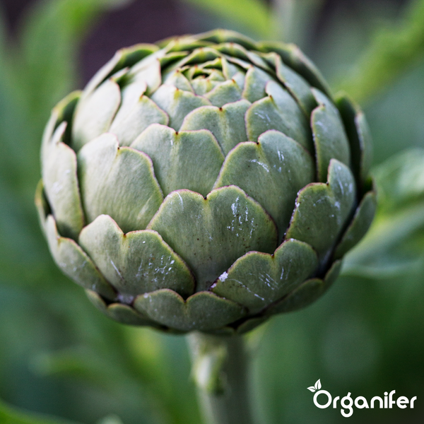 Junge Artischocke an der Pflanze. Organifer Logo.