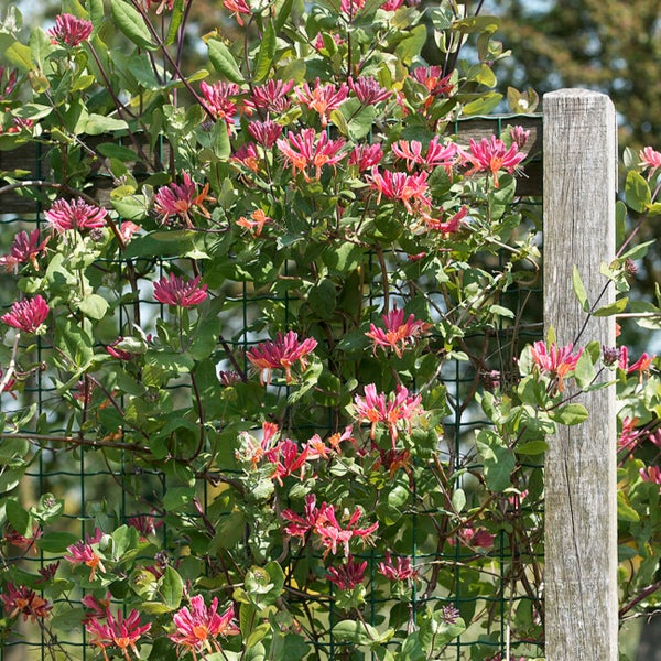 Bloomique - 2er-Set - Lonicera Heckrottii Goldflame - Geißblatt - Rot, Gelb - Kletterpflanzen - Gartenpflanzen - Winterhart - Topf 15 cm - 70-80 cm hoch