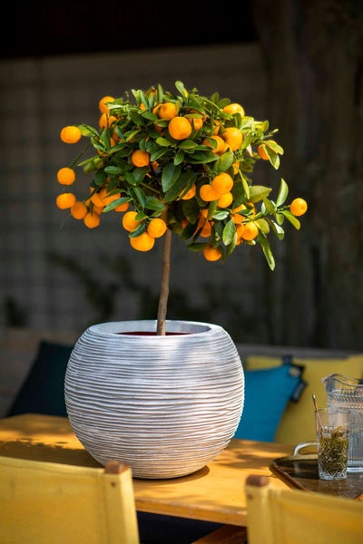 Calamondin Orangenbäumchen mit Früchten in einem runden, strukturierten Übertopf auf einem Holztisch im Freien.