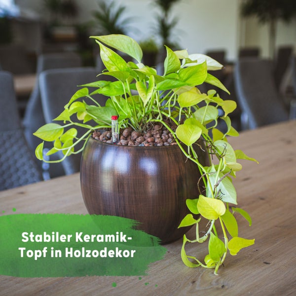 Stabiler runder Keramiktopf in Holzoptik mit einer Zimmerpflanze, Blähton und Wasserstandsanzeiger auf einem Holztisch.