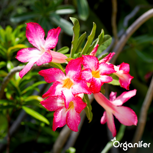 Blühende Wüstenrose Adenium obesum mit rosa-weißen Blüten und Organifer Logo.