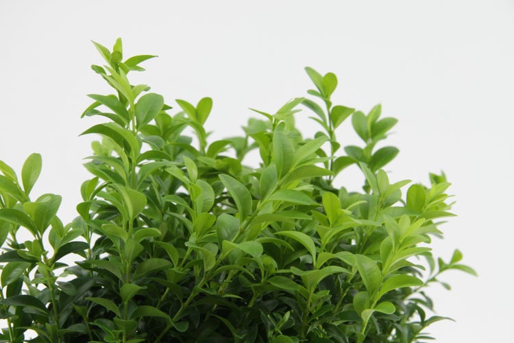 Bloomique - 18er Set - Buxus Sempervirens - Buchsbaum - Heckenpflanzen Winterhart - Gartenpflanze - Höhe 15-20 cm - Topf 9 cm