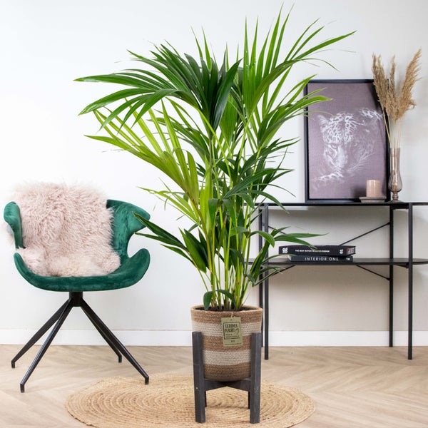Bloomique - Howea Forsteriana - Kentia Palme - Zimmerpflanzen - Pflegeleicht - Haustierfreundlich - Höhe 90-100 cm - Mit Jute Korb 19 cm