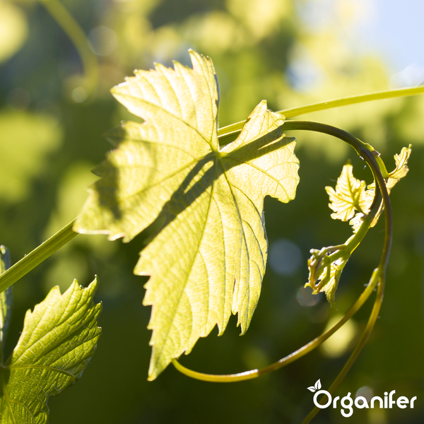 Nahaufnahme eines sonnendurchfluteten Weinblattes mit sichtbaren Adern und Ranken in einem Garten. Organifer Logo.