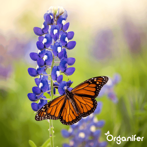 Monarchfalter auf einer blauen Lupine im Garten. Organifer Logo.