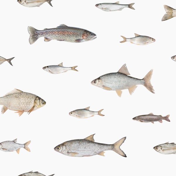 ESTAhome Tapete Fische Grau - 50 x 900 cm - 139364