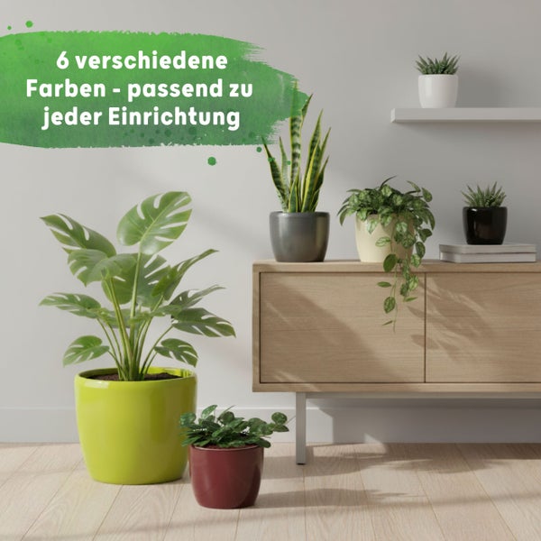 Heller, organisierter Raum mit verschiedenen Zimmerpflanzen in sechs verschiedenfarbigen Übertöpfen auf einem Sideboard und dem Boden.
