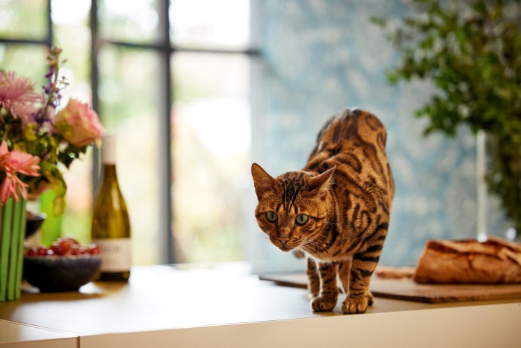 Textiltapete mit floralem Muster