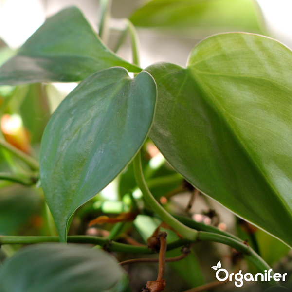 Philodendron Zimmerpflanze mit herzförmigen Blättern im Terrakottatopf, Organifer Logo.