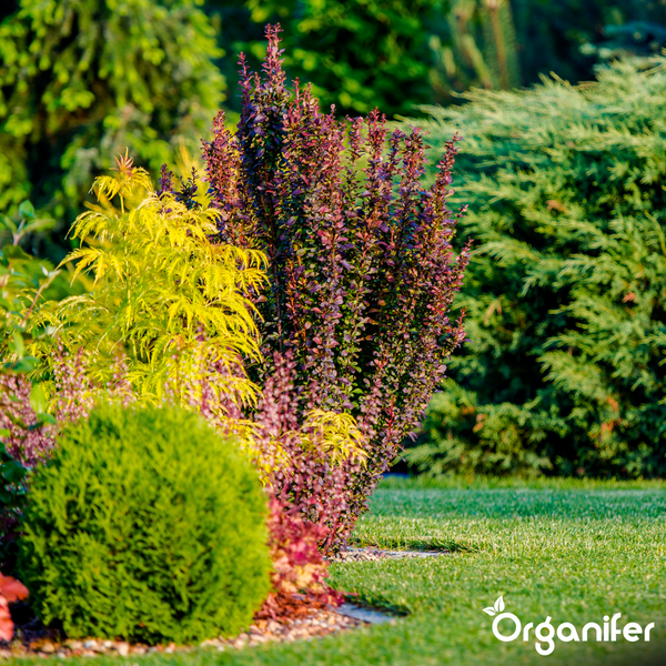 Gartenszene mit grünem Kugelstrauch, gelbem Fächerahorn und purpurroter Berberitze auf einem Rasen. Organifer Logo.