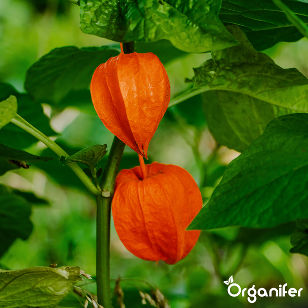 Zwei orangefarbene Lampionblumen an einem grünen Stängel mit grünen Blättern. Organifer Logo.