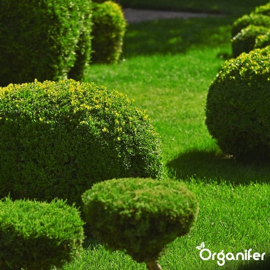 Formschnittgehölze auf Rasenfläche