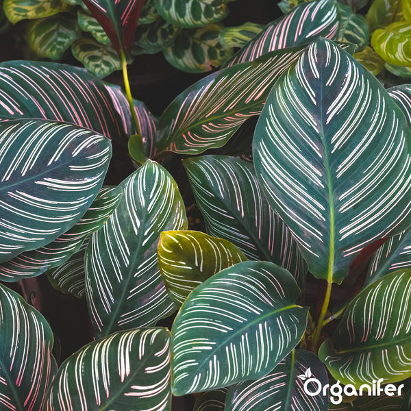 Calathea ornata mit fein gestreiften Blättern und Organifer Logo.