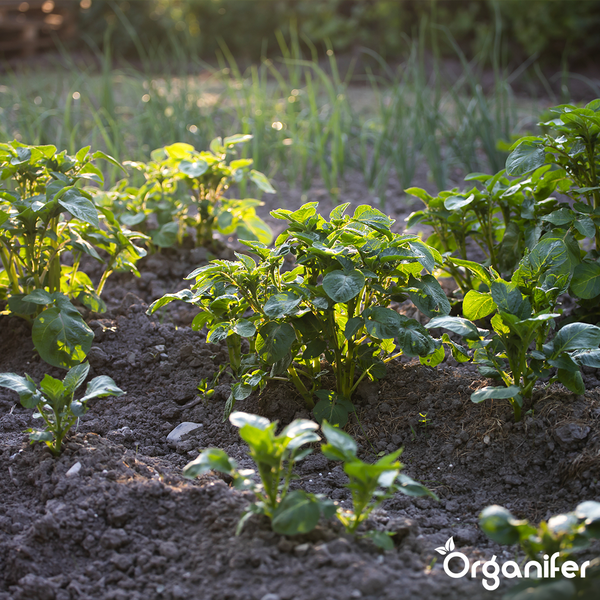 Teppich mit traditionellem Muster in Rot und Blau