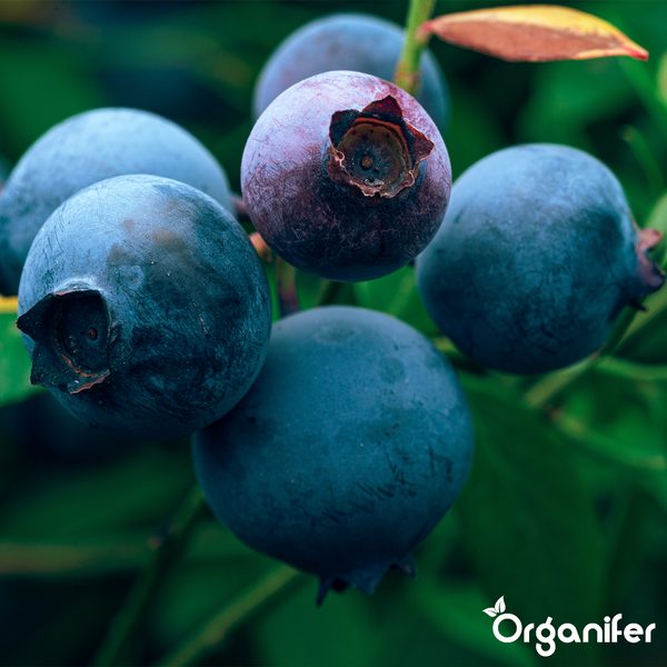 Nahaufnahme von reifen Blaubeeren an einem Strauch mit dem Organifer Logo.