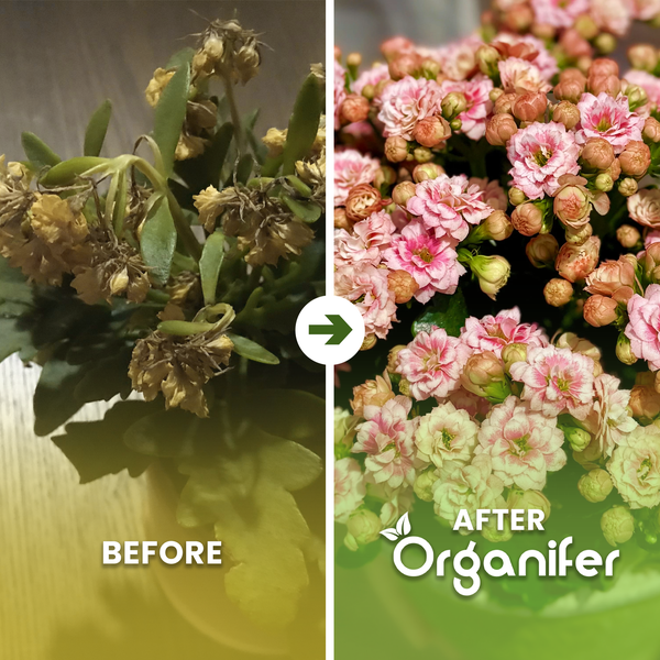 Vorher-Nachher-Vergleich einer Kalanchoe vor und nach der Anwendung von Organifer Pflanzenfutter, von verwelkt zu blühend.