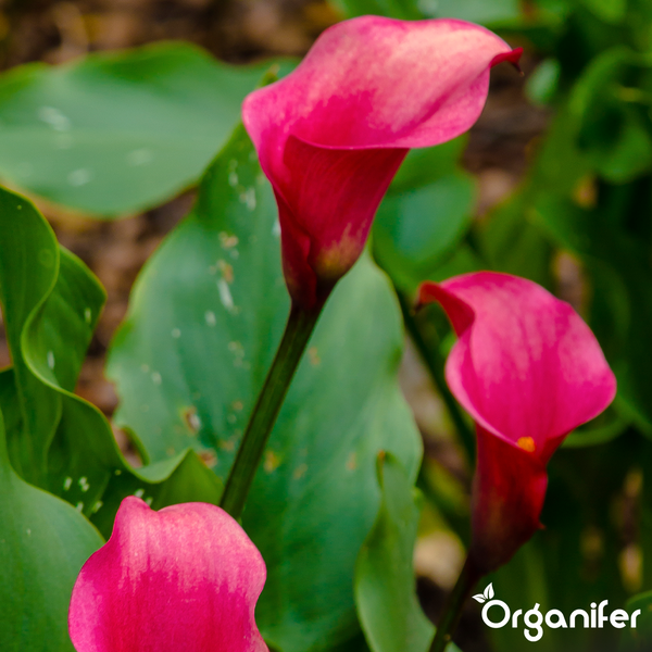 Drei pinkfarbene Calla-Blüten mit grünen Blättern im Garten, Organifer Logo.