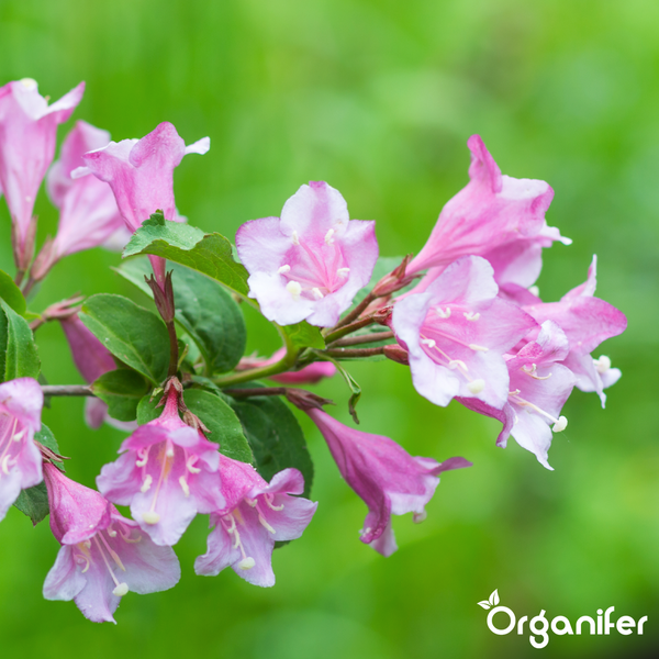 Weigelie mit rosa trichterförmigen Blüten und grünen Blättern. Organifer Logo.
