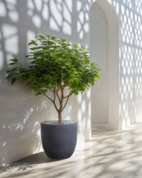 Blumenkübel FRAXINUS Keramik 42 cm Graphitgrau