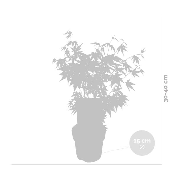 Bloomique - Acer Palmatum Orange Dream - Japanischer Ahorn - Orangefarbenes Laub - Gartenpflanzen - Winterhart - 40-50 cm Hoch - Topf 15 cm