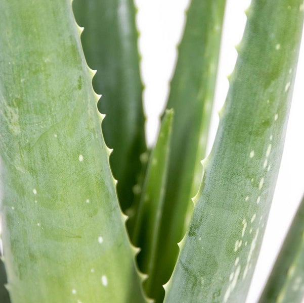 Bloomique - Aloe Vera Pflanze - Zimmerpflanzen - Sukkulenten - Sehr Pflegeleicht - Höhe 35-45 cm - Topf 12 cm