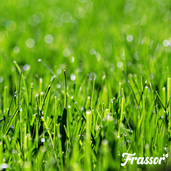 Frassor Grass Resilience Konzentrat zur Rasenstärkung, 1 Liter Flasche für circa 250 Quadratmeter.