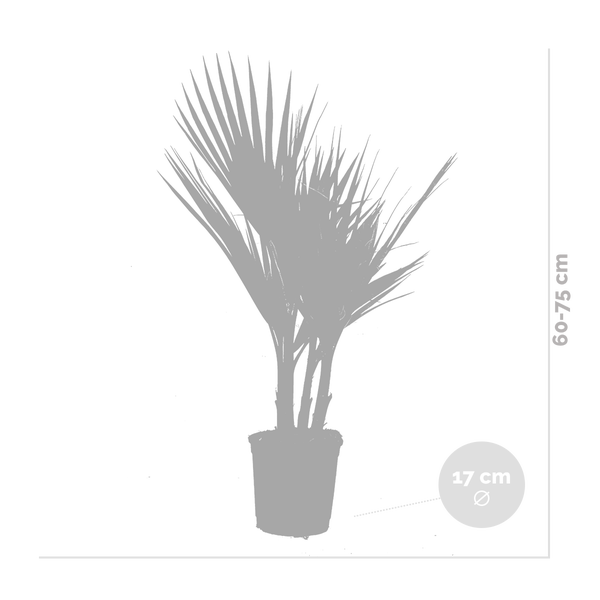 Bloomique - 2er Set - Washingtonia Robusta - Mexikanische Fächerpalme - Palme - Winterharte Balkonpflanzen - Gartenpflanzen Winterhart - Höhe 70-80 cm - Topf 17 cm