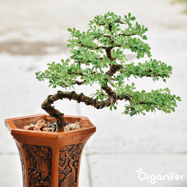 Bonsai-Baum mit knorrigen Stamm und grünen Blättern in einer rechteckigen Keramikschale. Organifer Logo.