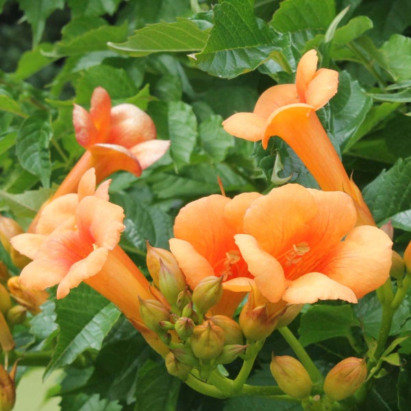 Campsis 'Radicans 'Galen' – Kletterpflanze – Trompetenkletterpflanze – Winterhart – ⌀15 cm – ↕60-70 cm