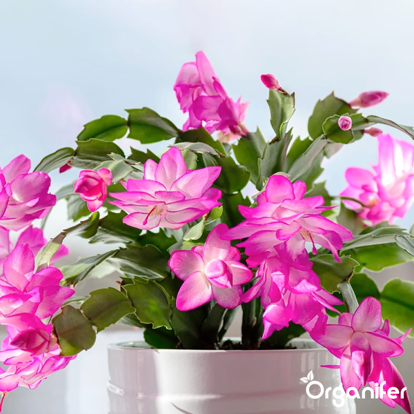 Blühender Weihnachtskaktus Schlumbergera mit rosa Blüten in einem weißen Topf. Organifer Logo.
