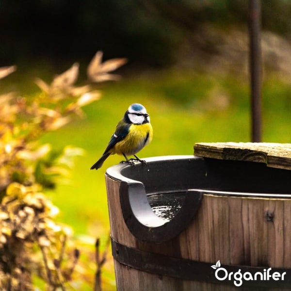 Vogelfutter für Gartenvögel – Hochenergie, Kein Abfall, Keine Keimung (10 kg) - Organifer
