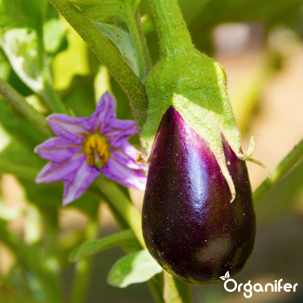 Frische Auberginen verschiedener Sorten in einer Schüssel im Garten neben Blättern und Organifer Logo.