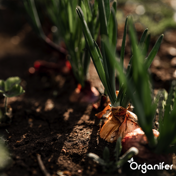 Hängelampe mit fünf Leuchten im Kugeldesign