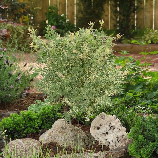 Bloomique - Acer Palmatum Butterfly - Japanischer Ahorn - Buntes Laub - Gartenpflanzen - Winterhart - 40-50 cm Hoch - Topf 15 cm
