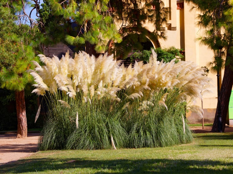 XL Cortaderia 'Pumila' - Pampasgras für 2 Stück - Outdoor-Pflanze in der Küche cm17 cm - ↕25 cm