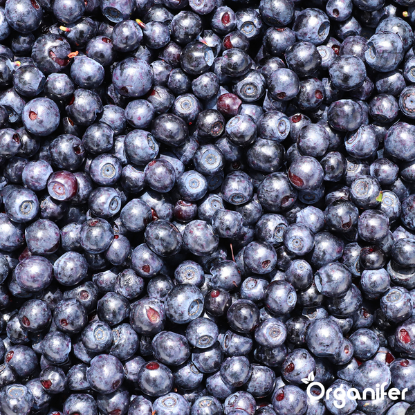 Nahaufnahme von frischen Blaubeeren. Organifer Logo.